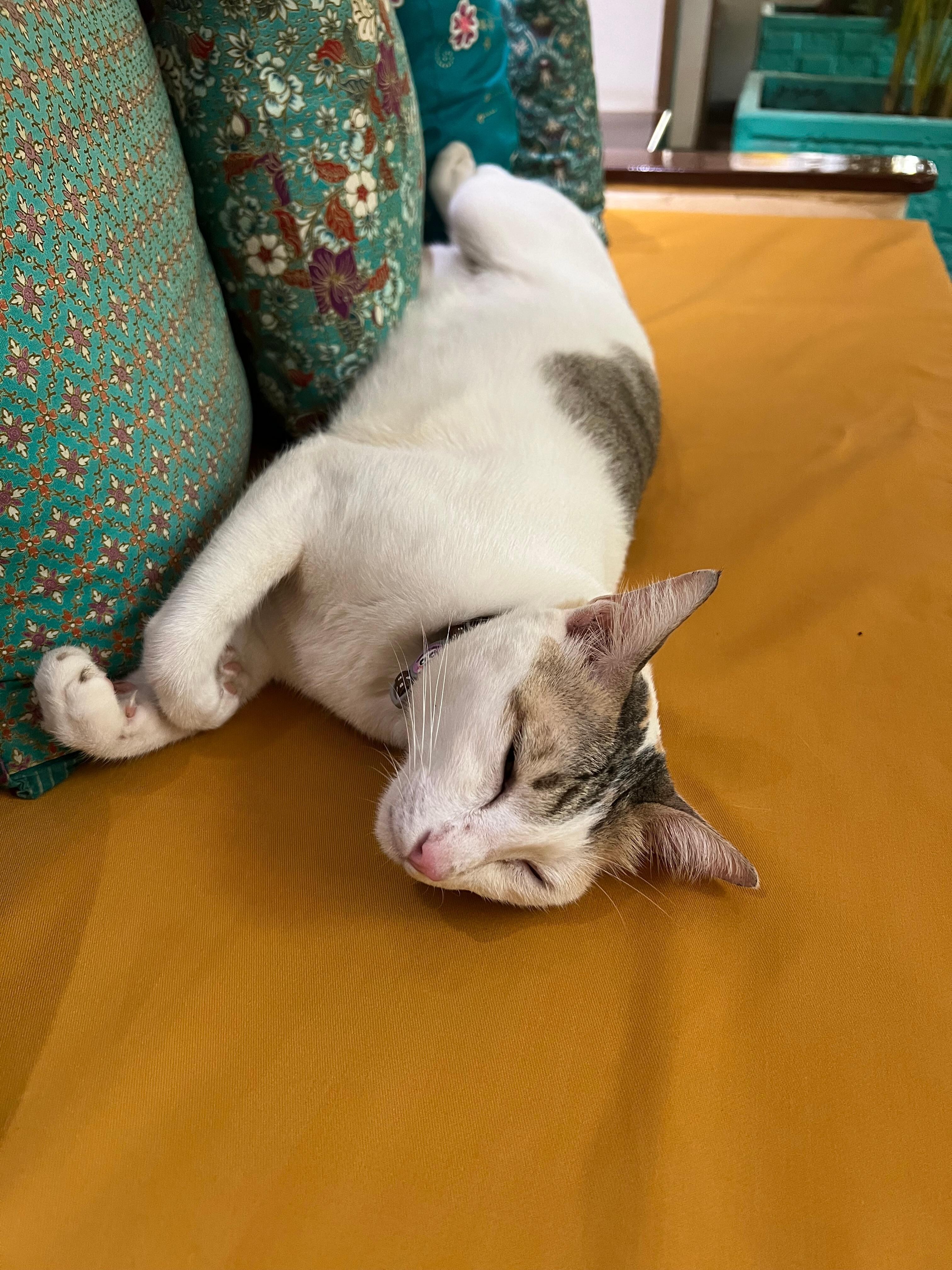 Friendly adorable housecat
