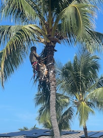 Tree trimmer my kids thought was fun to watch