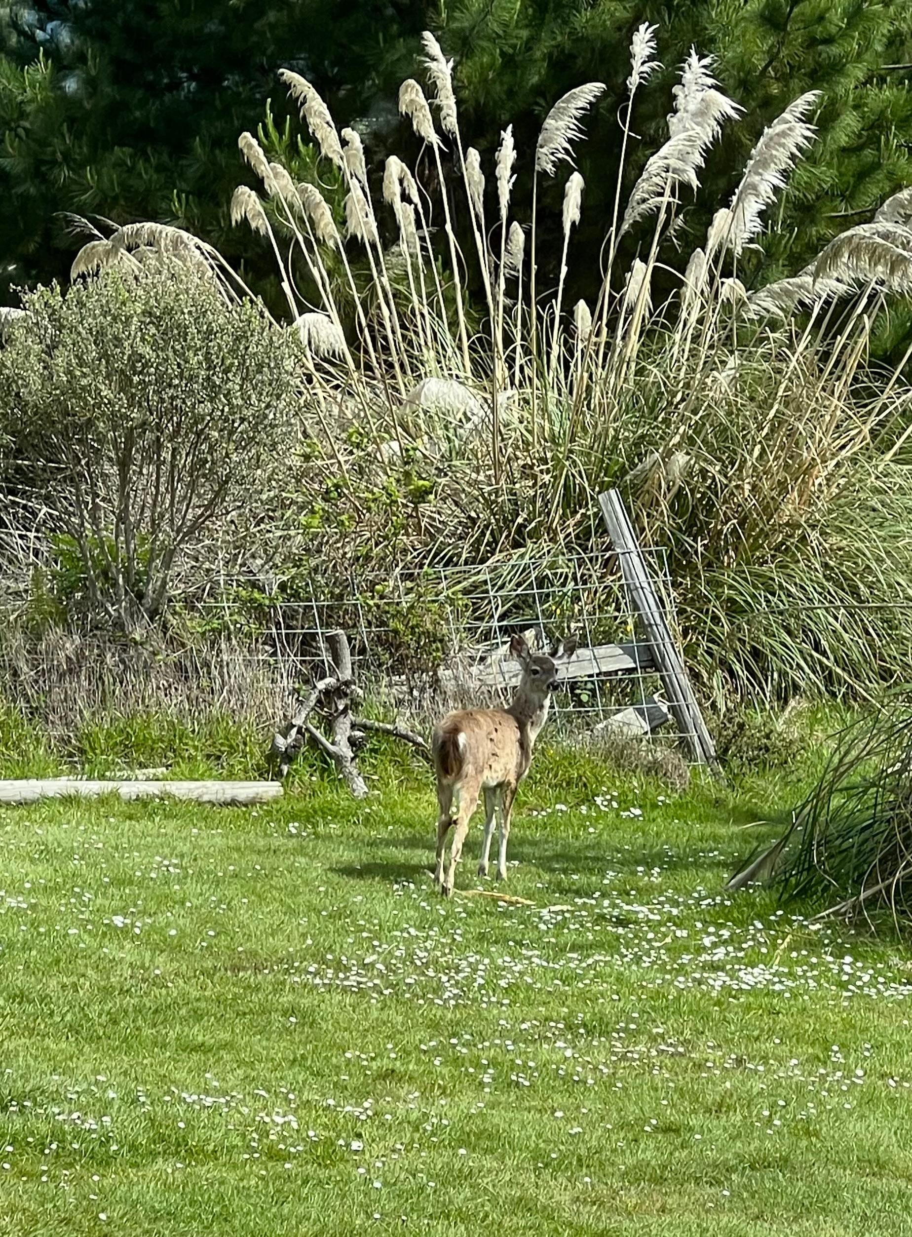 In yard right next to house