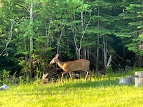 Visitors in the early morning