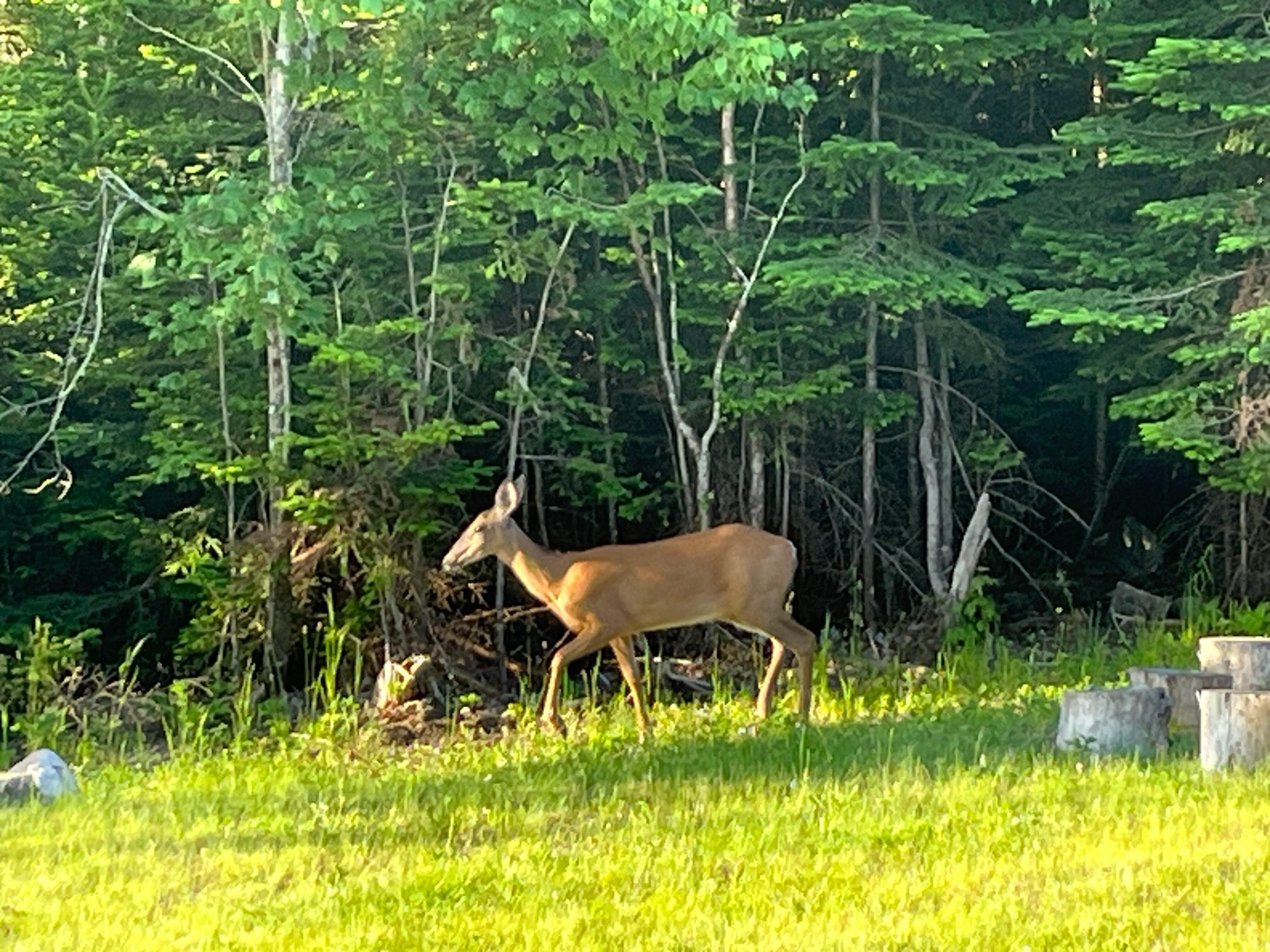 Visitors in the early morning 