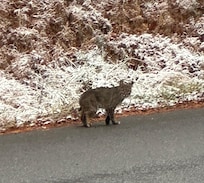 Bobcat out front of the cabin