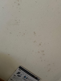 Stains/mold stains on walls and ceiling