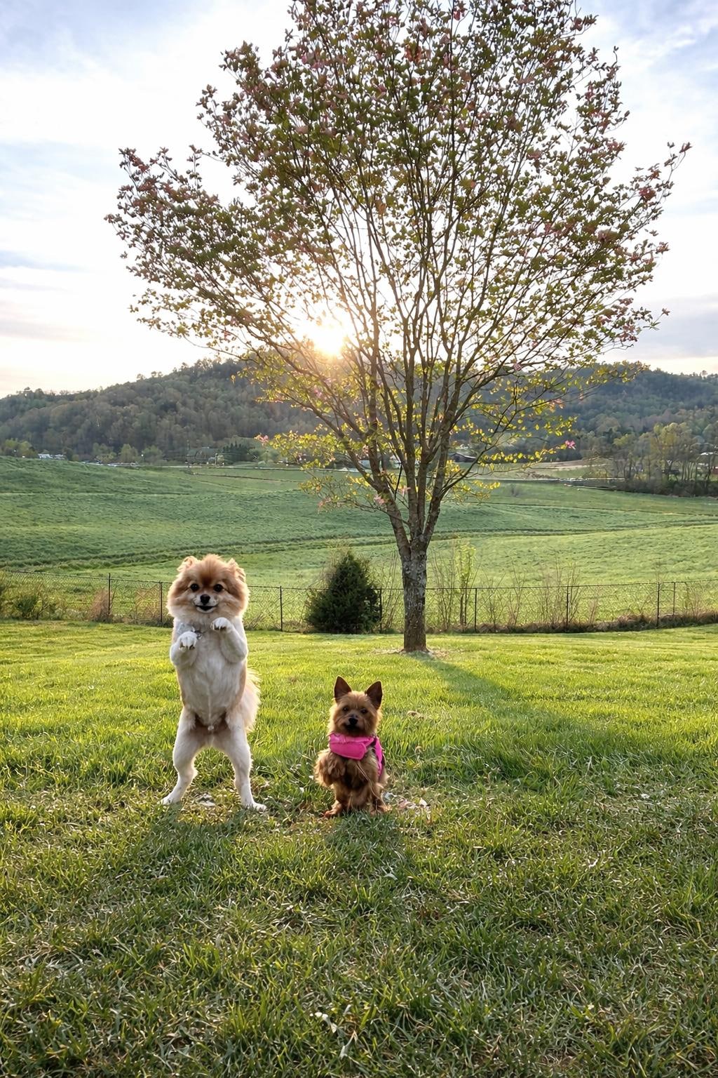 Fenced in area for the fur babies