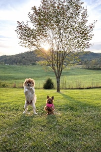 Fenced in area for the fur babies