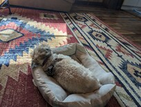 Dog friendly property