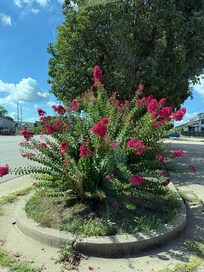 We loved these beautiful bushes throughout the lake.
