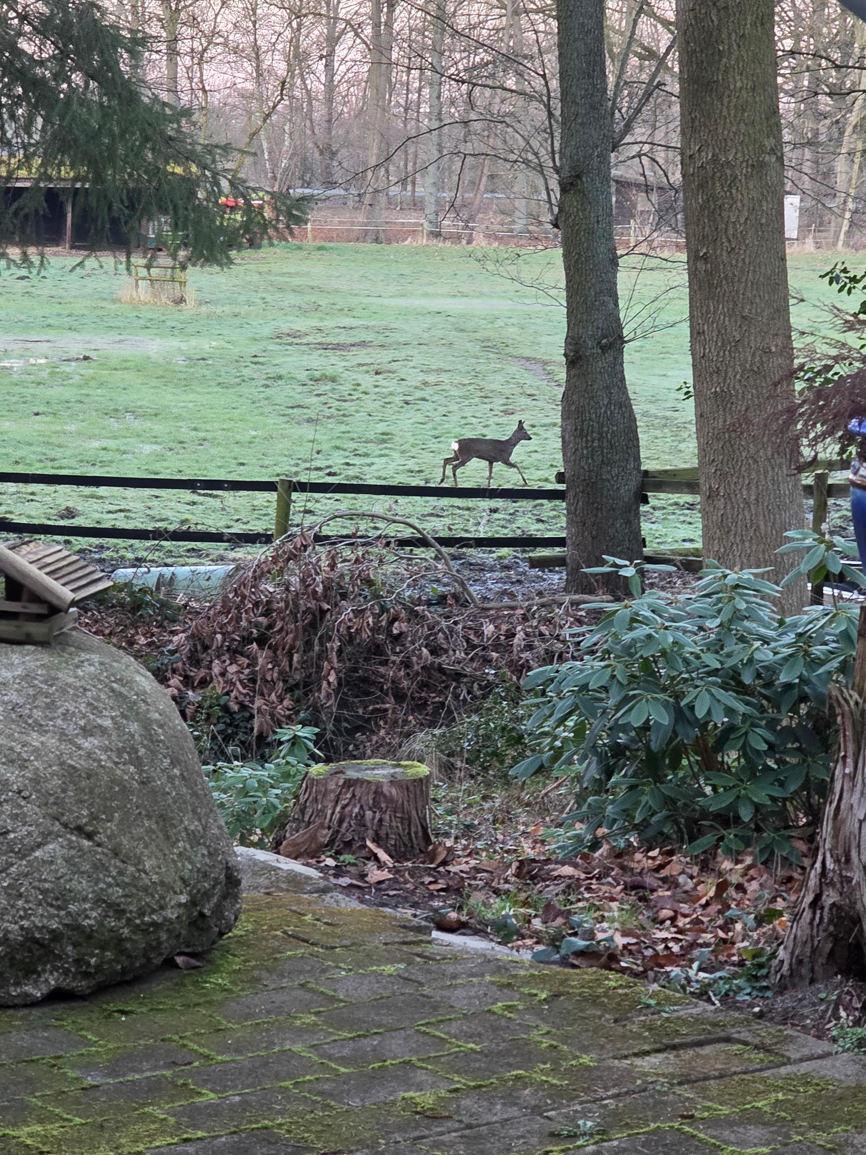 Rehe beobachten von der Terrasse