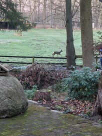 Rehe beobachten von der Terrasse