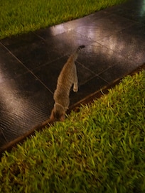 Hay un gato mascota en el jardín del hotel