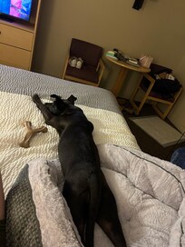 Pet friendly and spacious room!