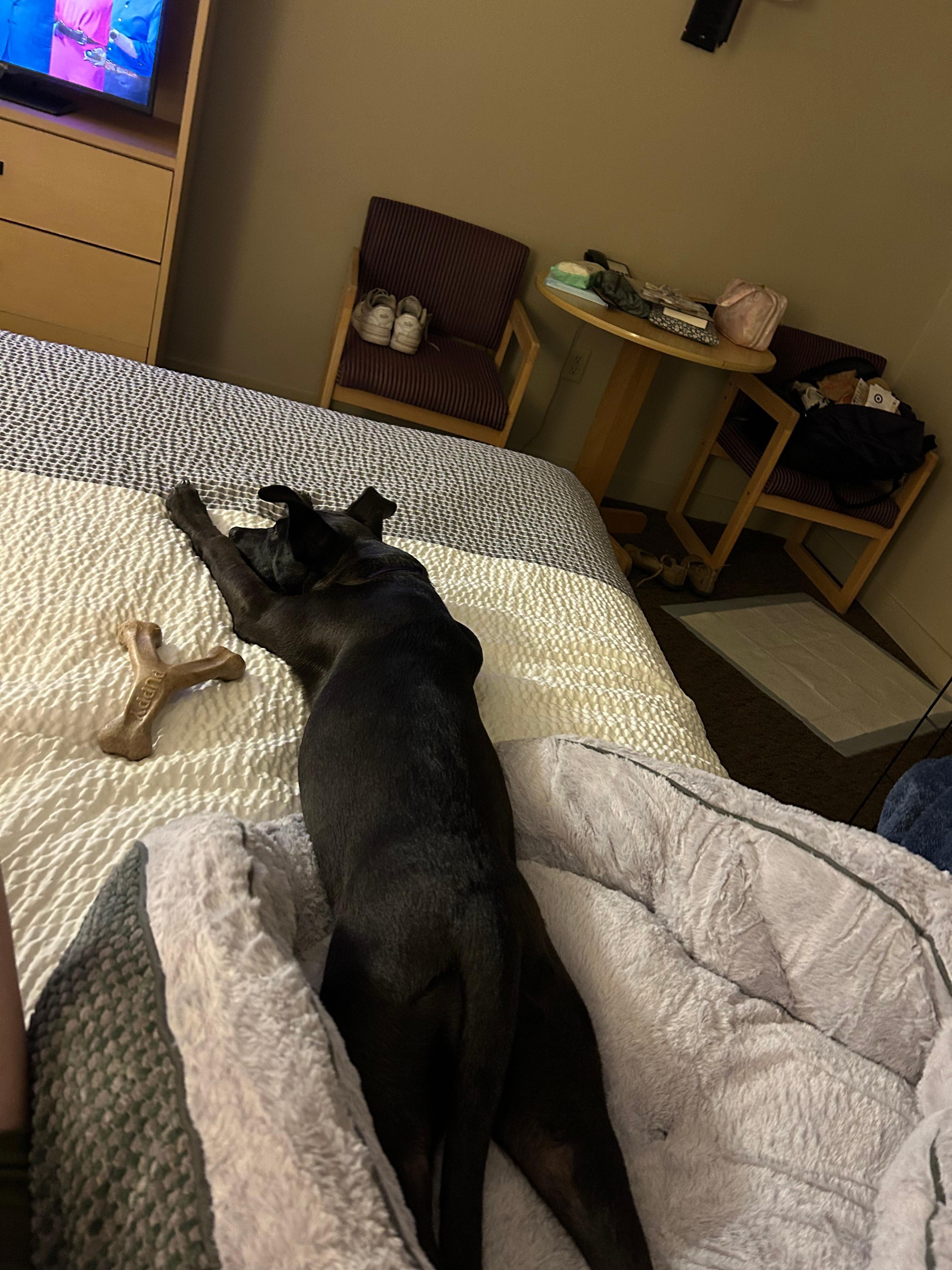 Pet friendly and spacious room!