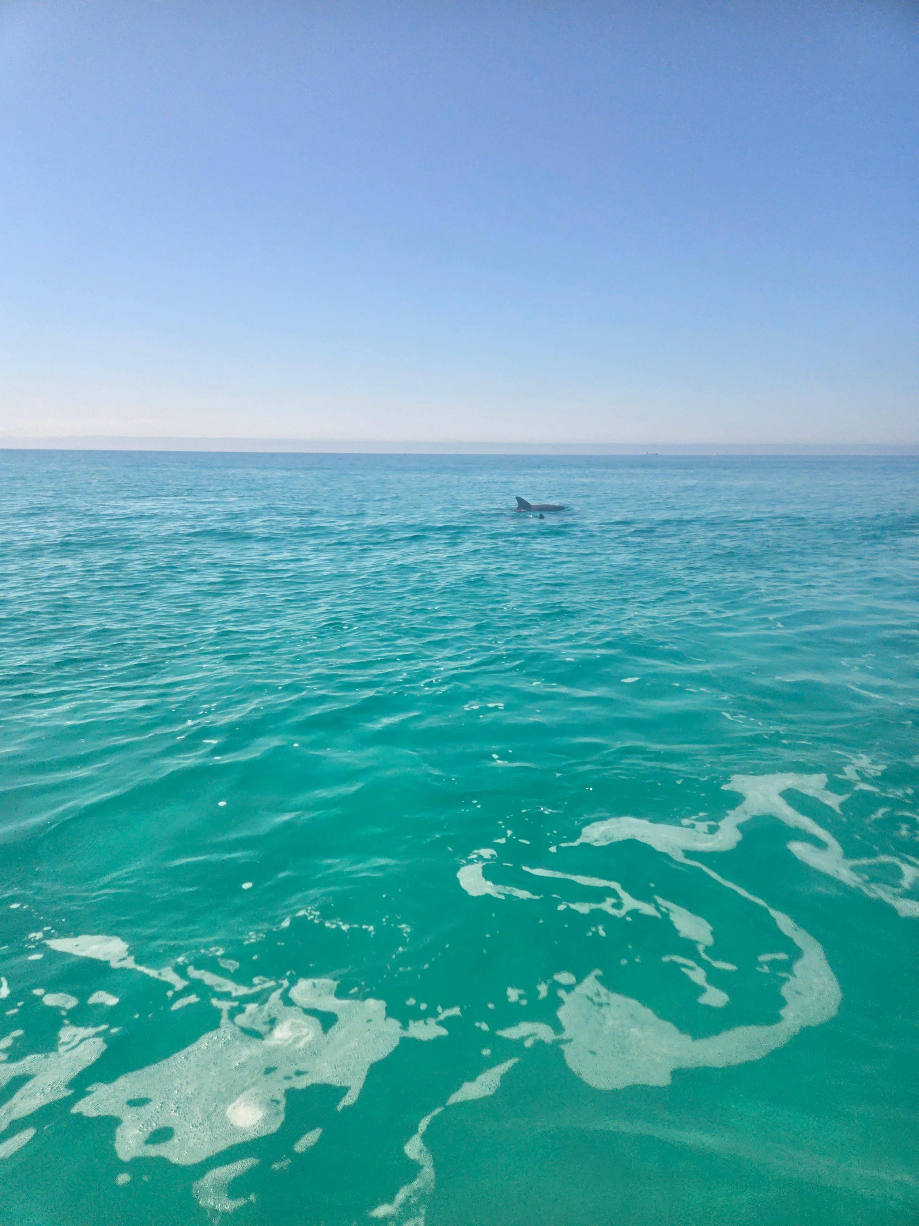 Dolphins while on the jet ski tour.