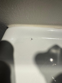 Bugs on sink