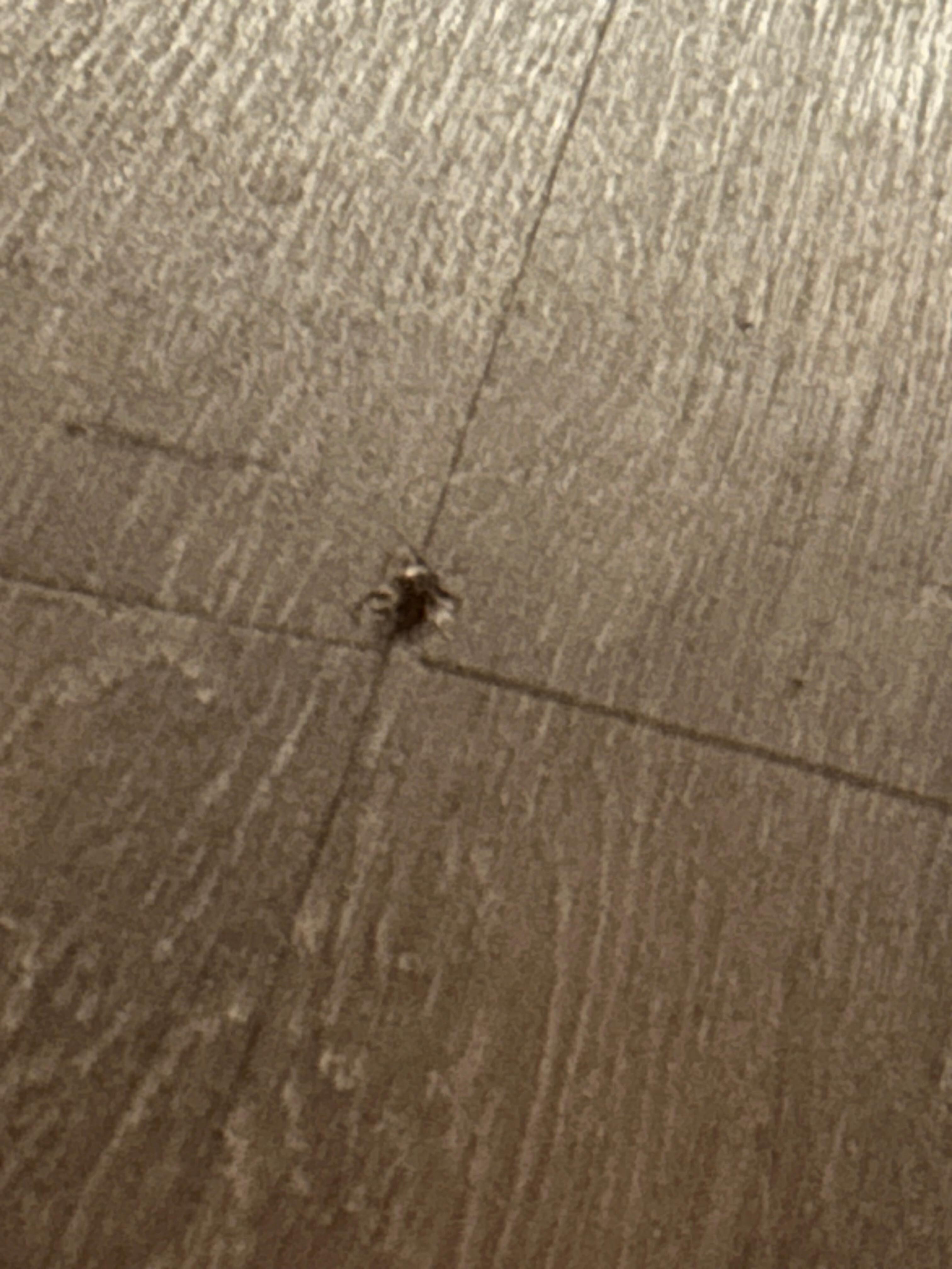 Went to set my cup down and saw the roach run under the bed