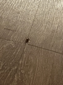 Went to set my cup down and saw the roach run under the bed