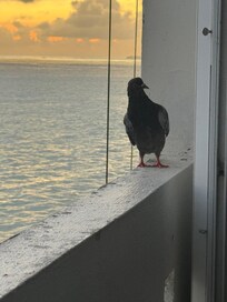 Friendly visitor