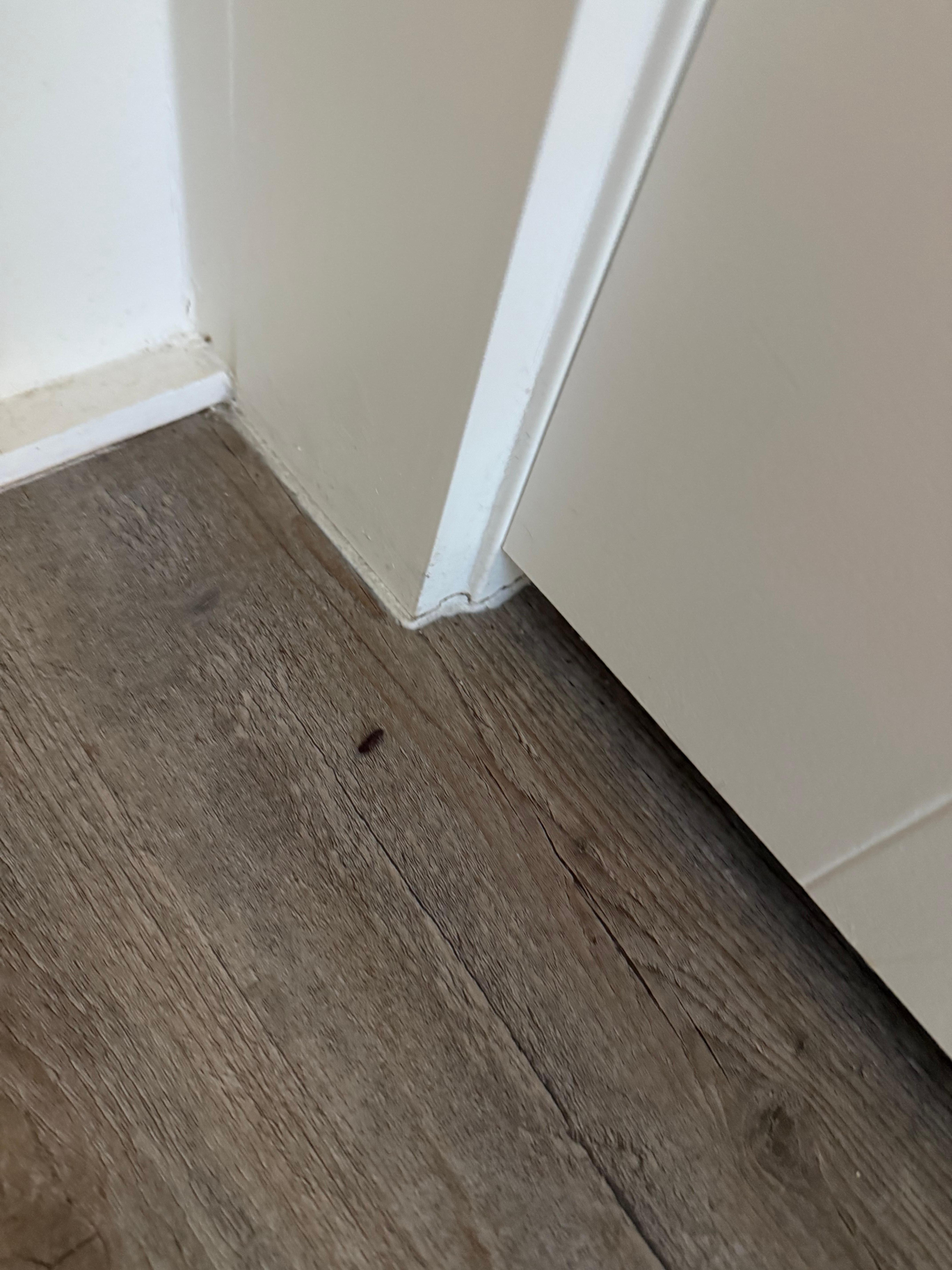 Rat droppings every where