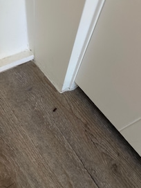 Rat droppings every where