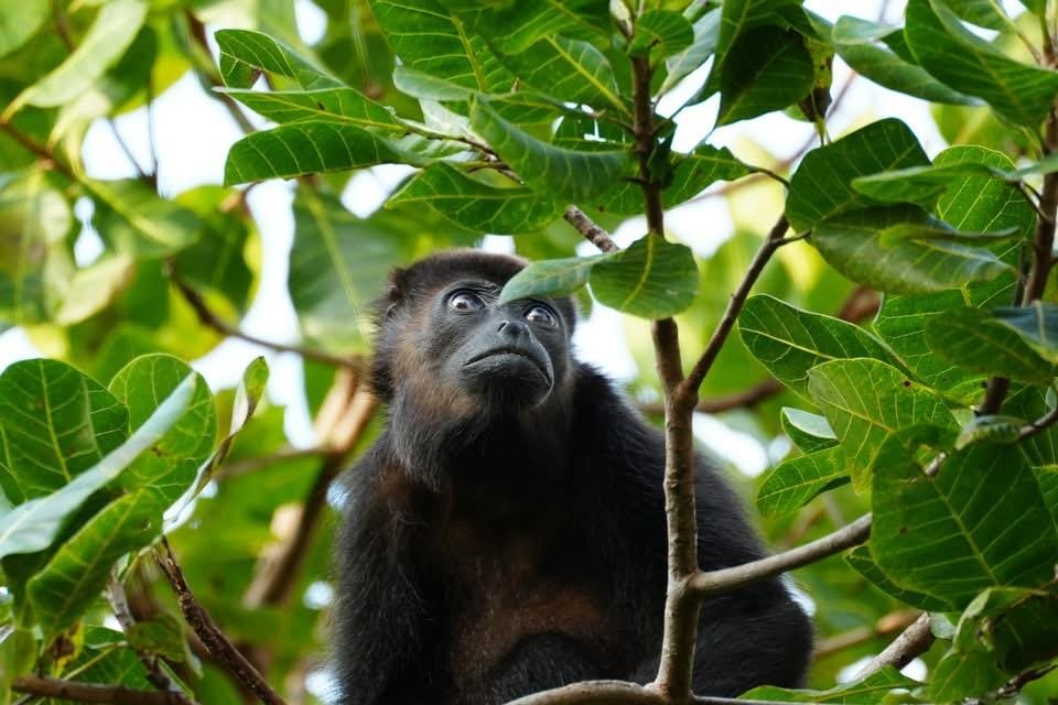 Howler monkeys in trees