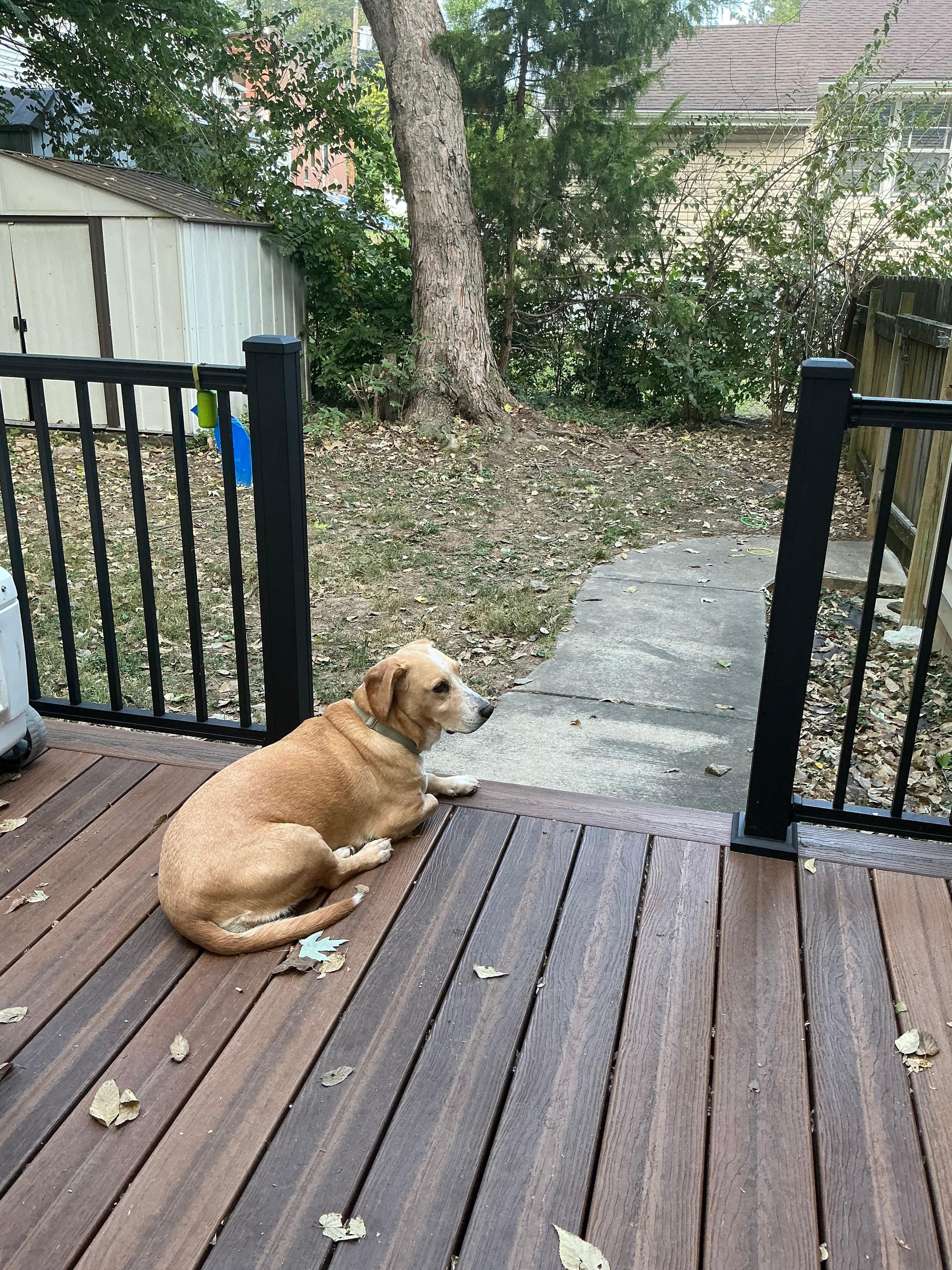 Comfortable back porch to watch squirrels. But you do have to have mosquito spray.