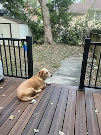 Comfortable back porch to watch squirrels. But you do have to have mosquito spray.