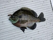 She is so beautiful! We released her to have her babies.(eggs).
