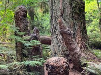 Old growth forest