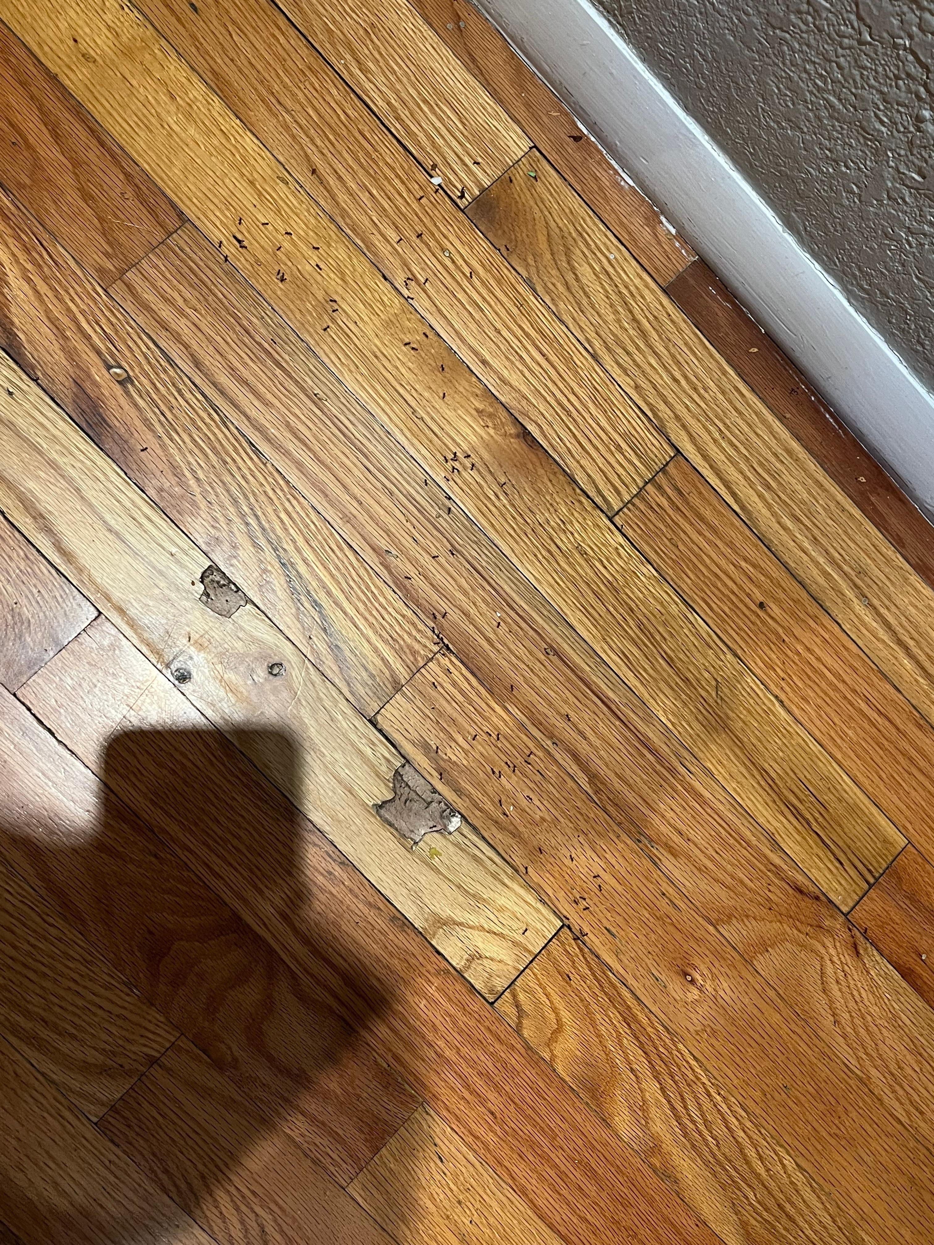 Sugar ants throughout the stay had to be swept up multiple times a day