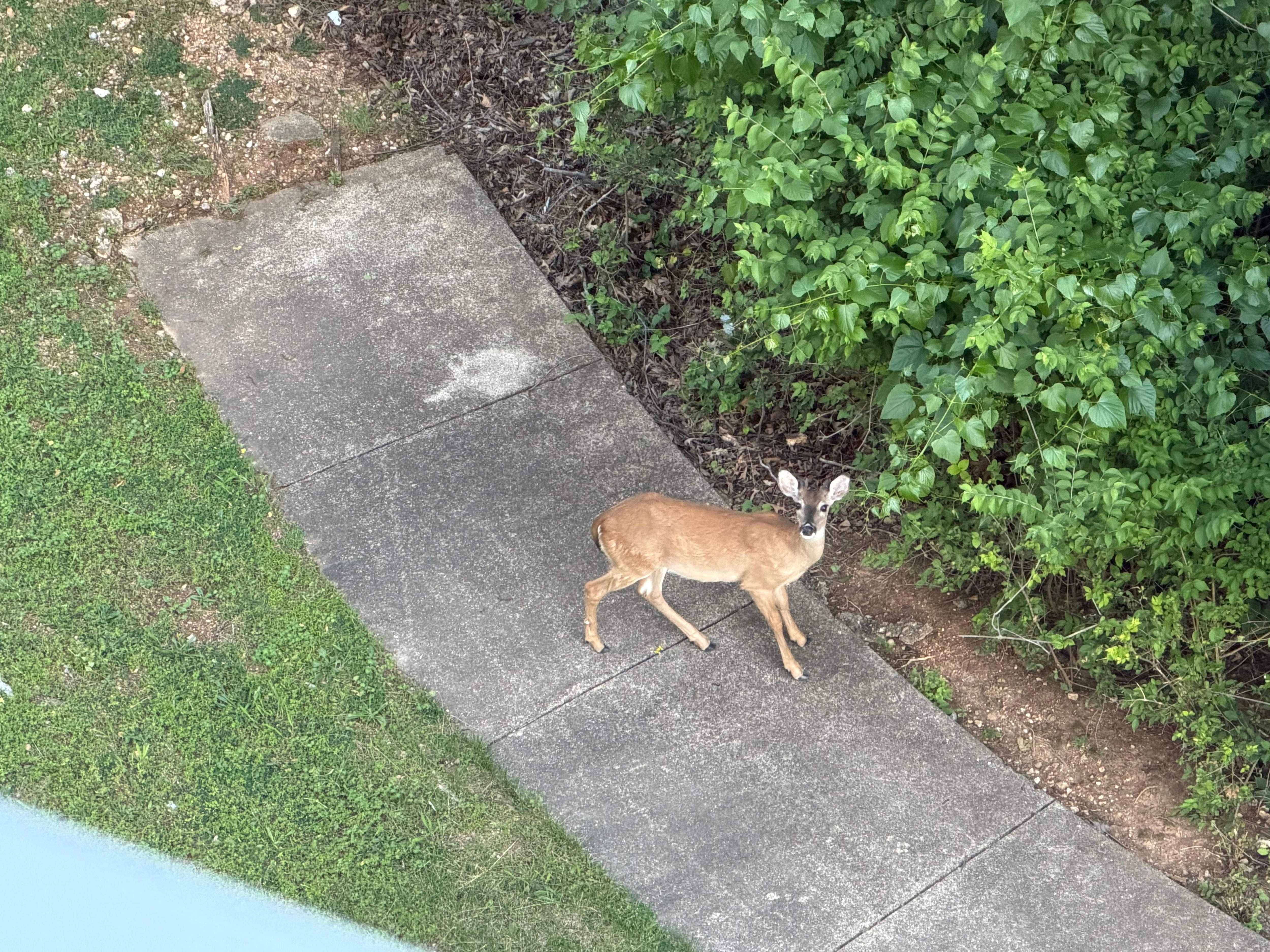 Looking down from the balcony. 