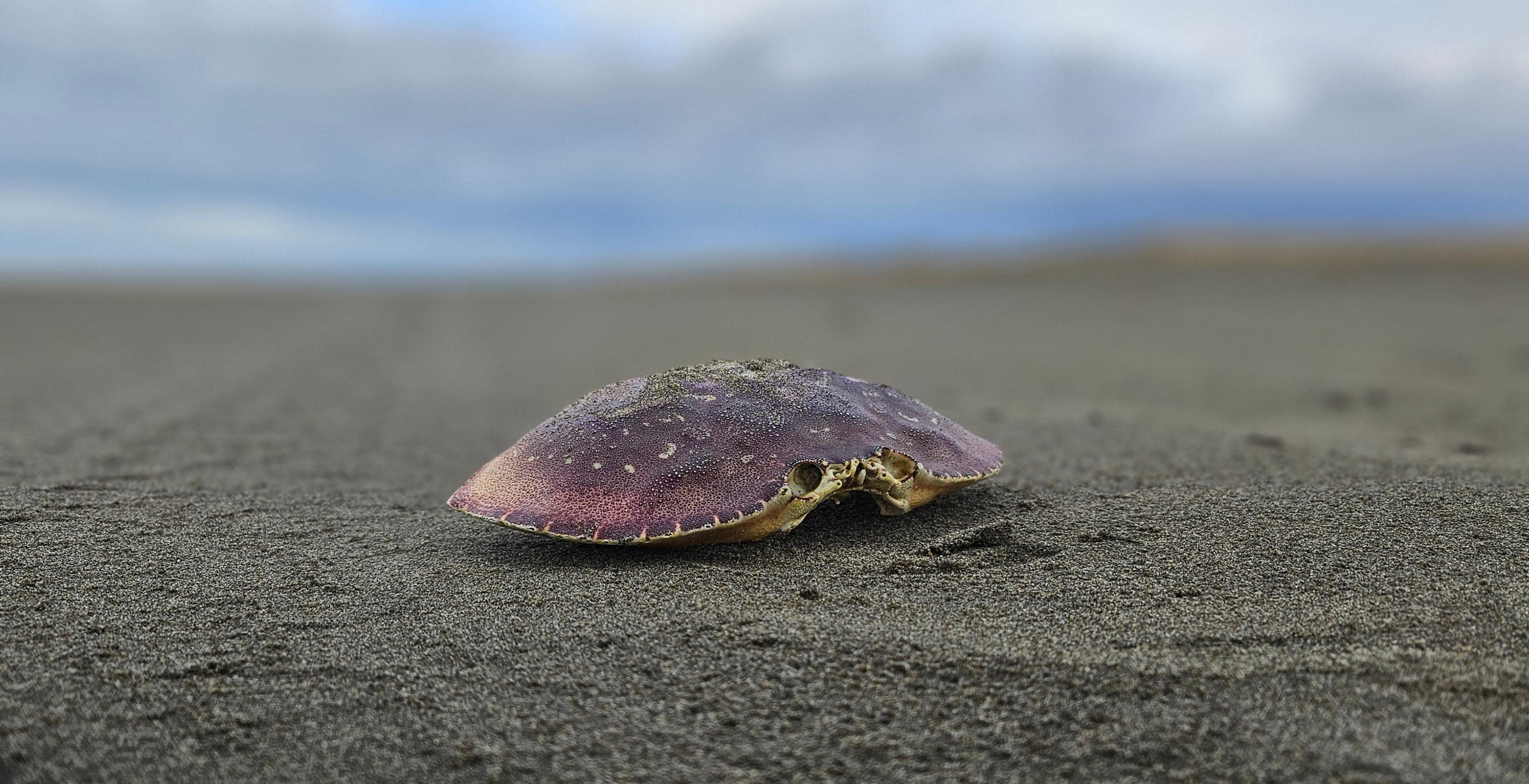A crab on the beach.