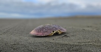 A crab on the beach.