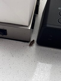A cockroach!