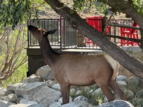 Elk visiting