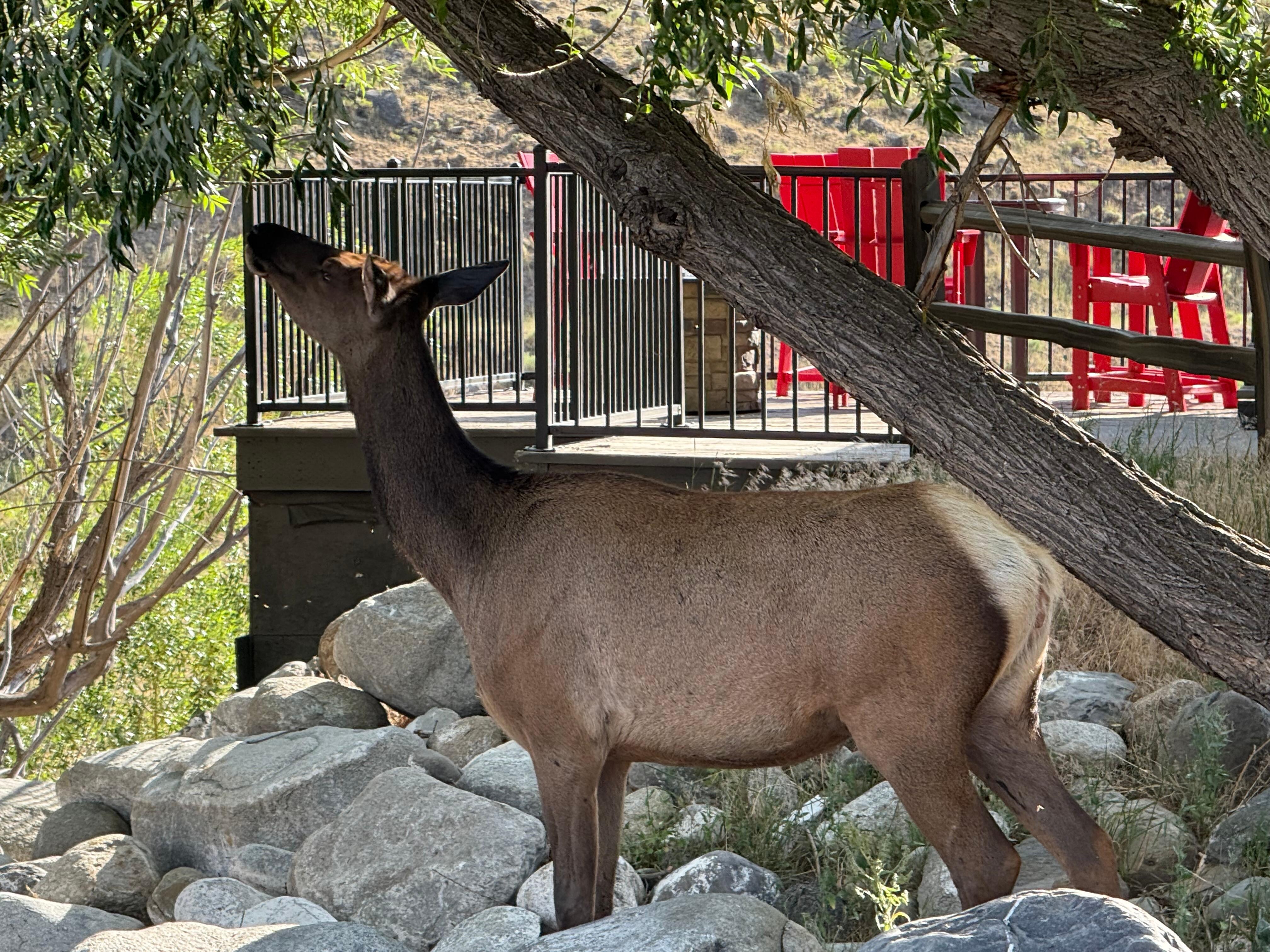 Elk visiting