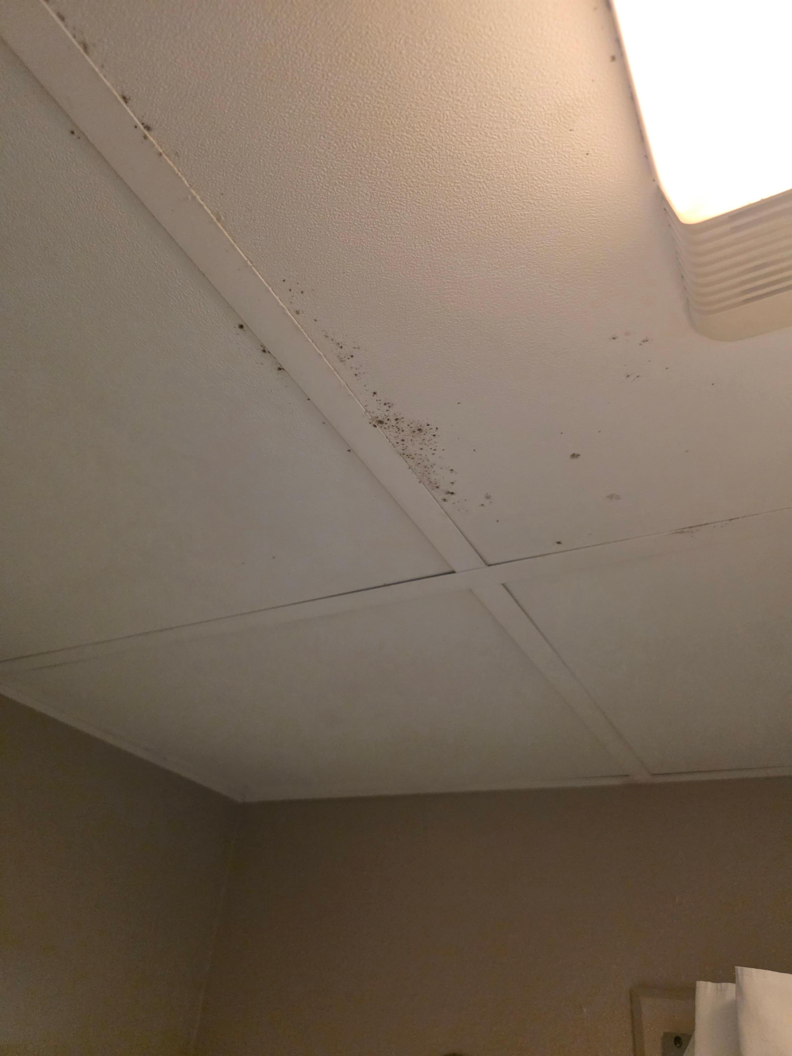 Black mold over shower