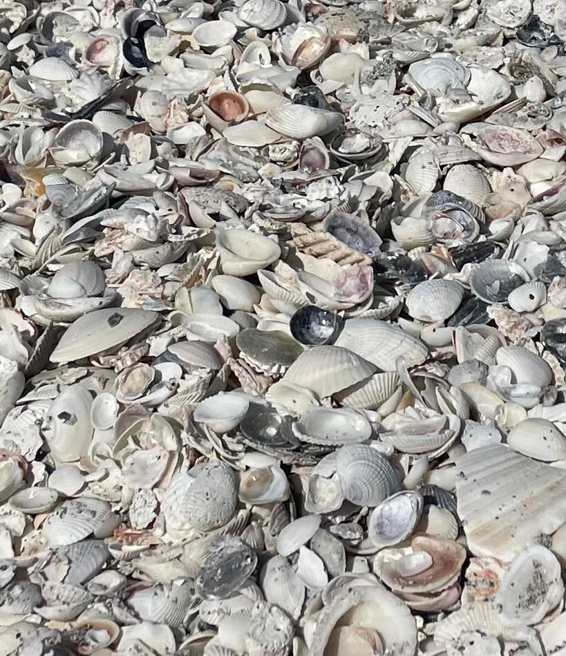 Sanibel shells