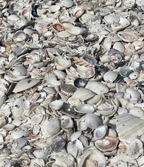 Sanibel shells