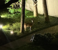 There were 3 deer there that came around every night.