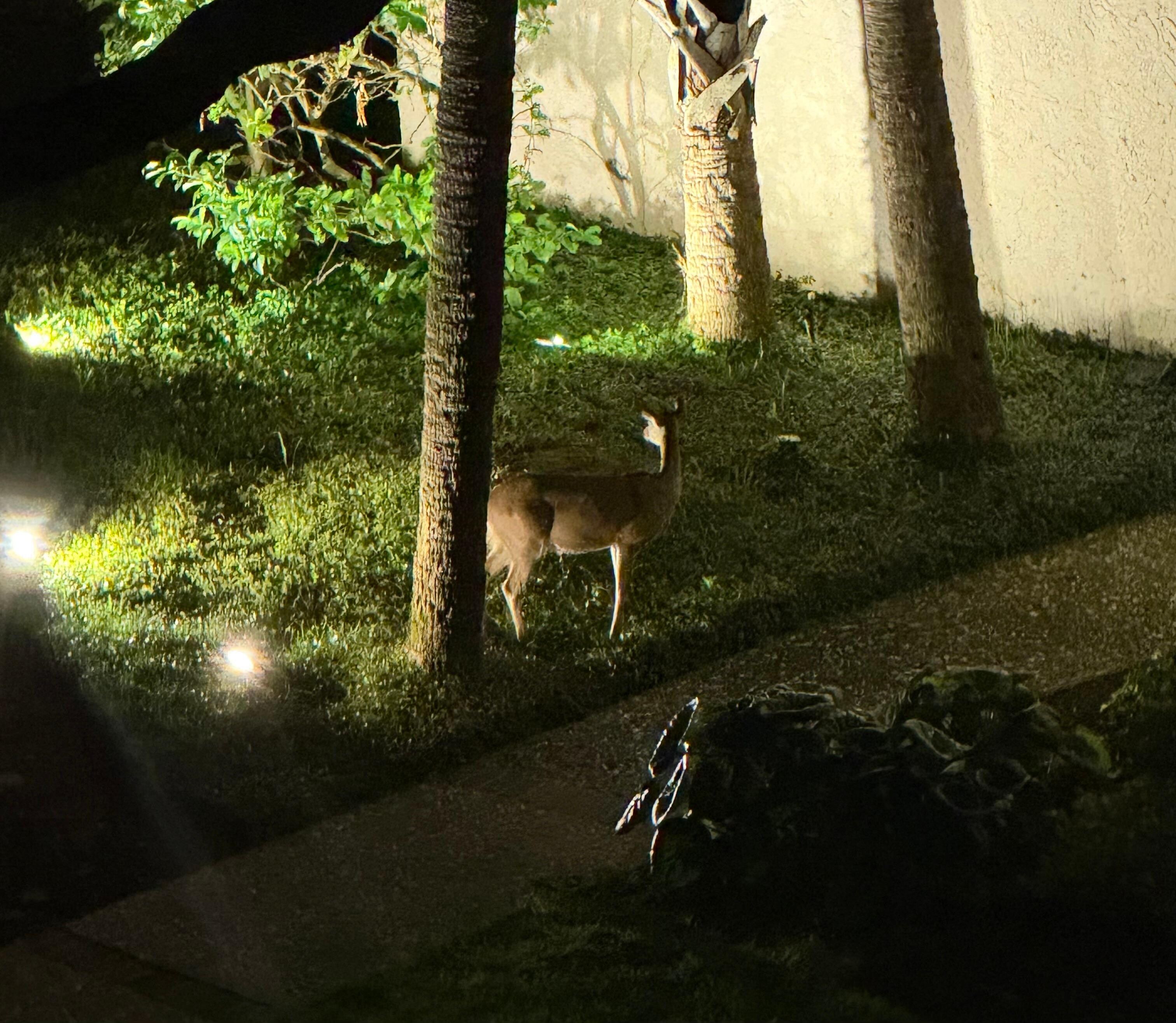 There were 3 deer there that came around every night. 