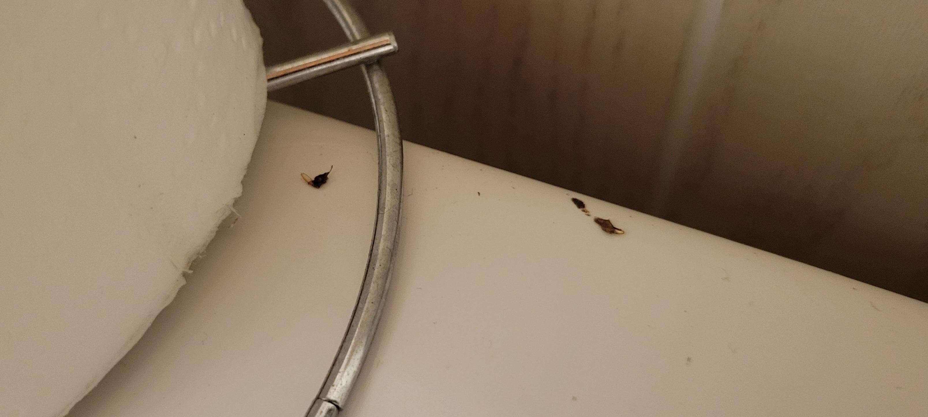 Dead bugs and droppings on toilet
