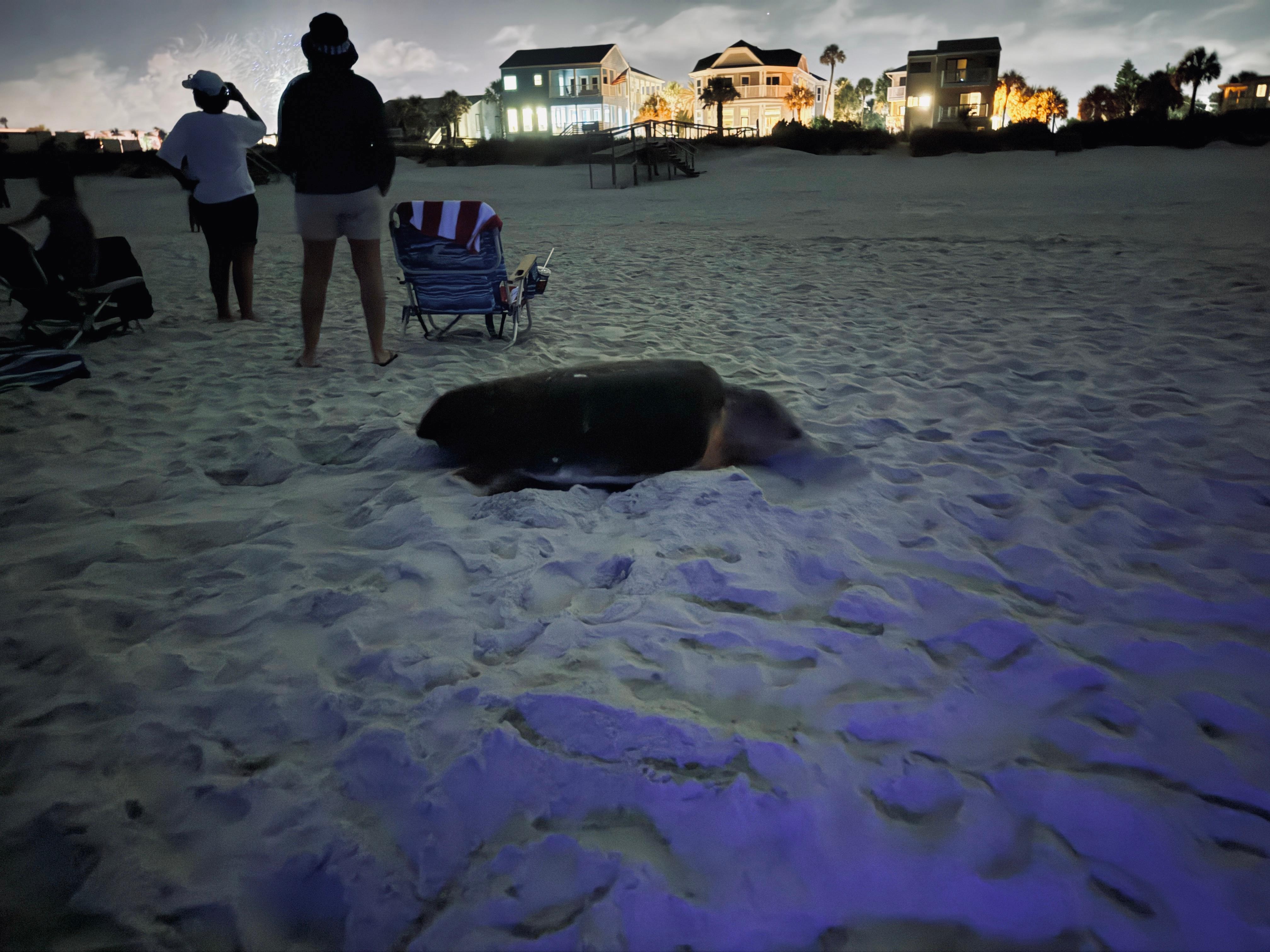 This huge sea turtle mom joined the fireworks crowd to lay her eggs. 