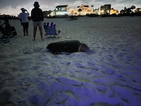 This huge sea turtle mom joined the fireworks crowd to lay her eggs.