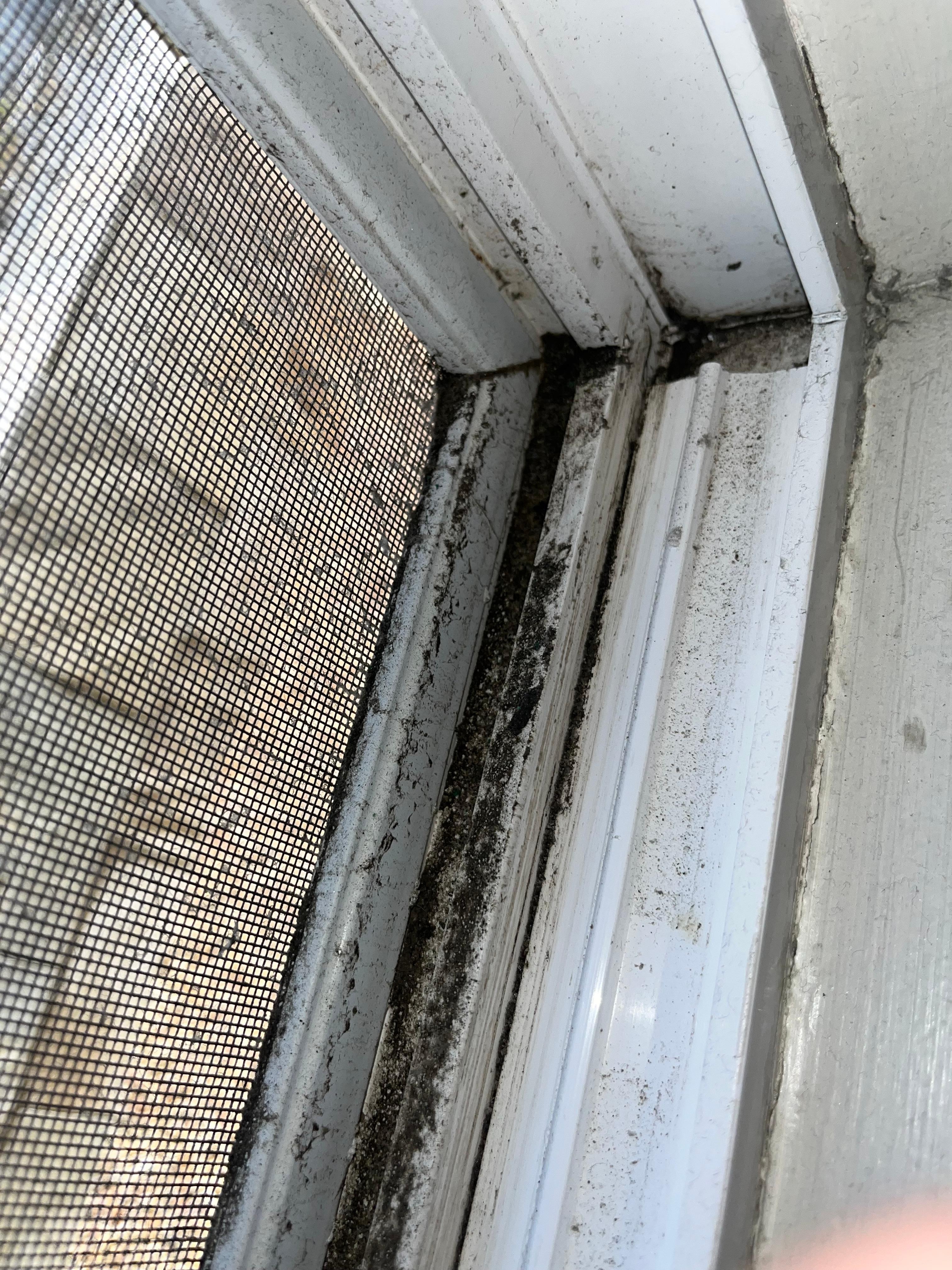 Moldy windows
