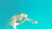 Swimming with the turtles