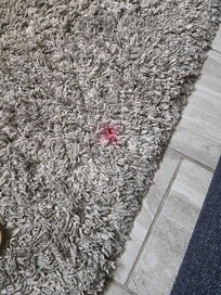 Big red stain on living room carpet