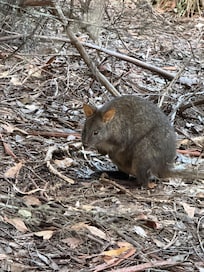 Local wildlife