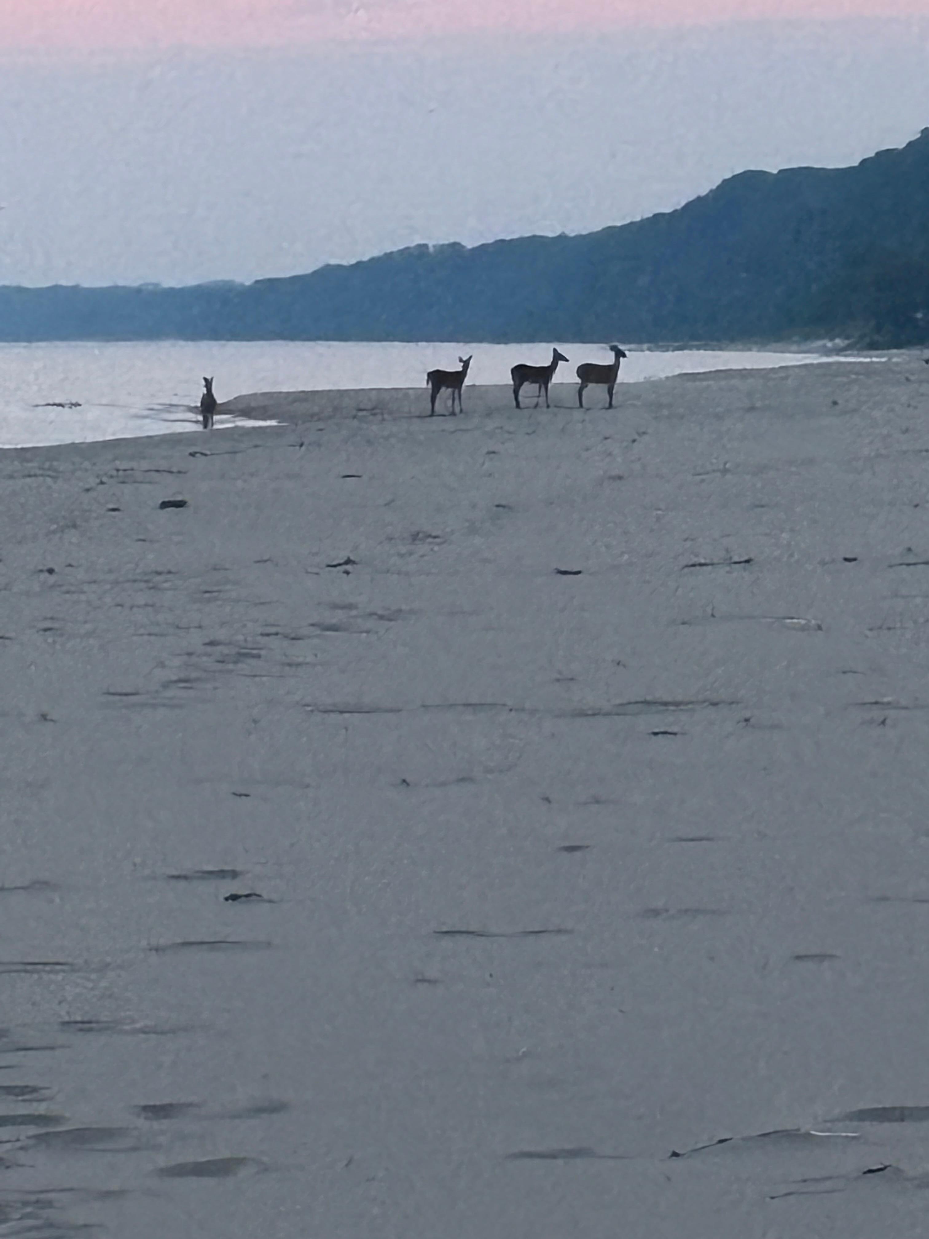 Deer playing in water on beach down from cabin 