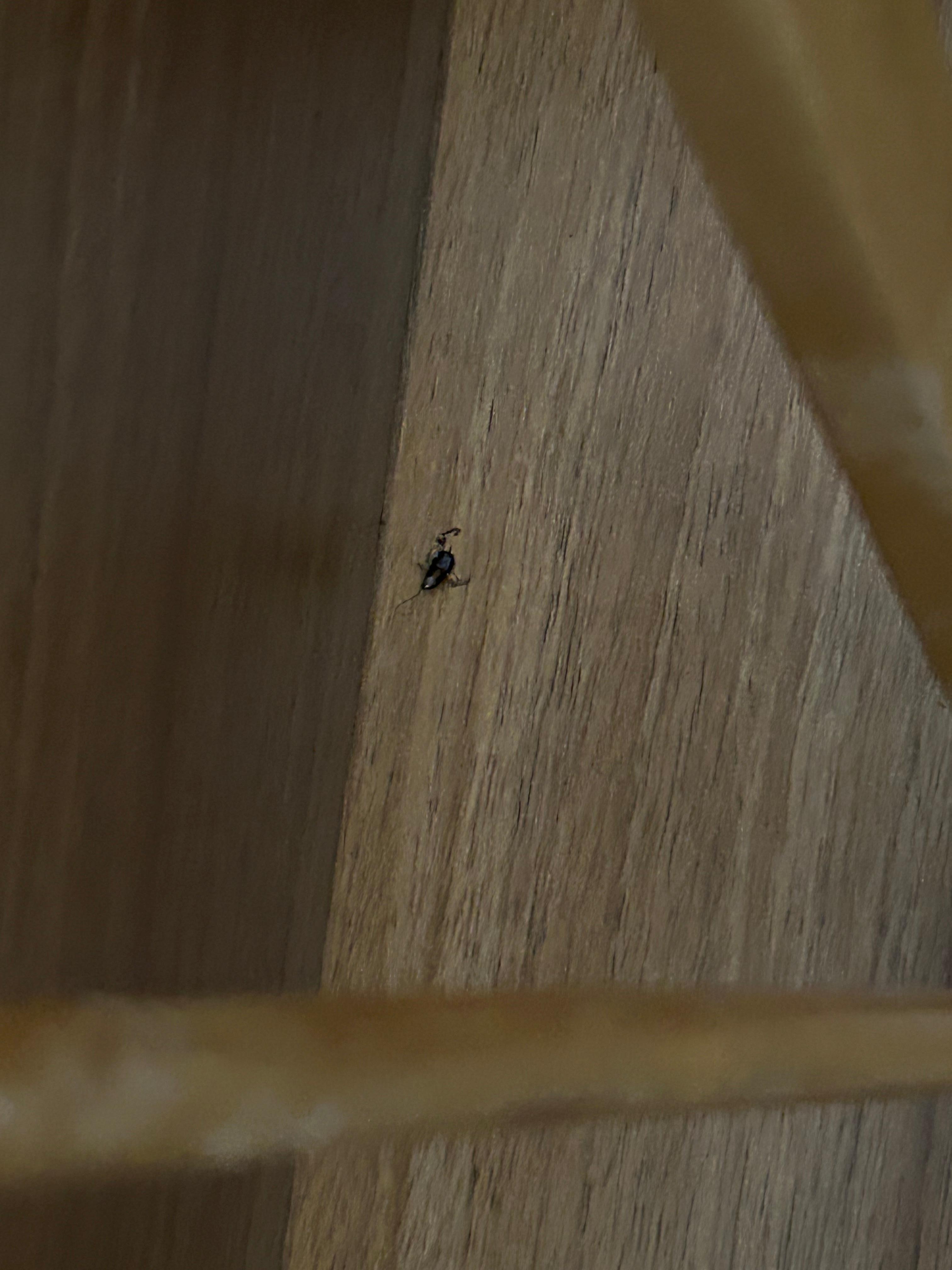 Killed cockroach inside closet