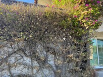 Dead bougainvillea, not taken care of